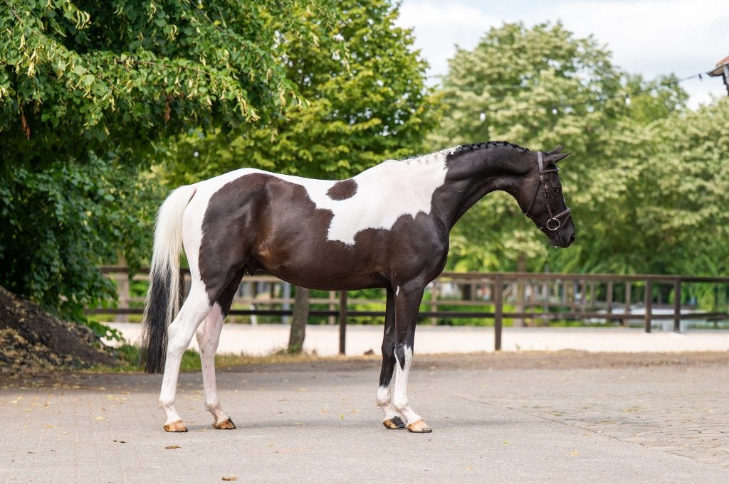 Cheval sauteur à fourrure de 100cm hongre de 6ans vente ESHA, Z, Hongre, 165 à 170 cm, Avec pedigree