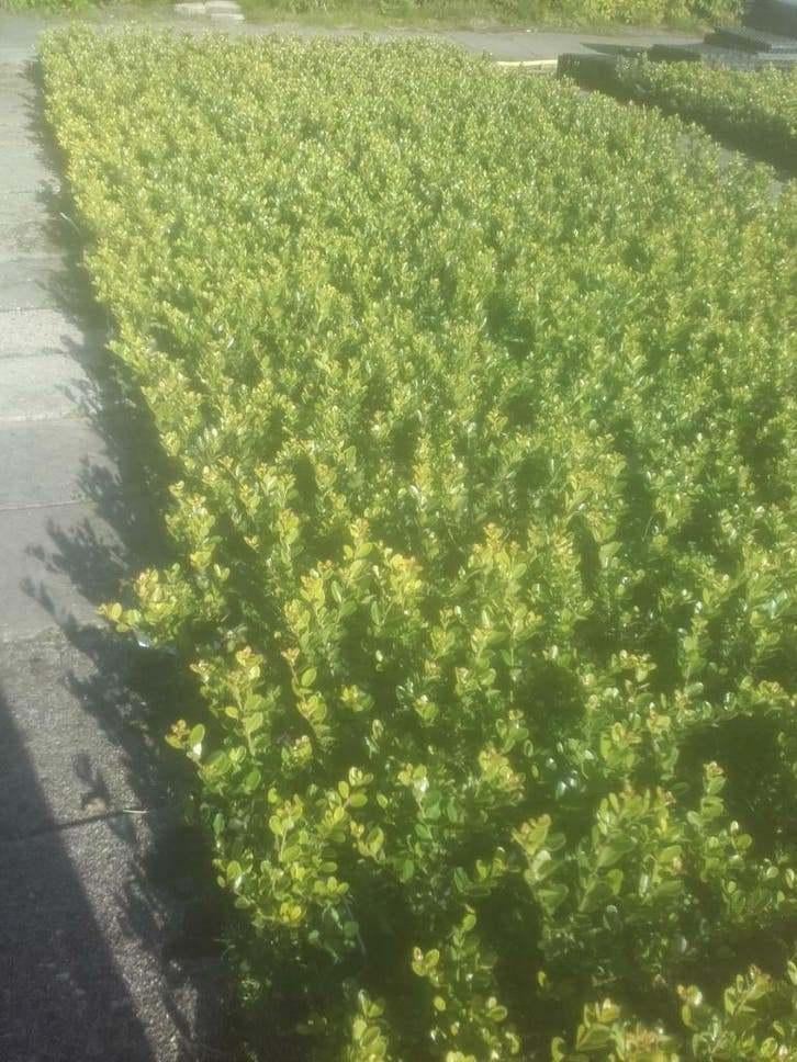 Ilex Green Hedge Glory Gem – Dé Buxus Vervanger, Ophalen of Verzenden, Buxus, Haag