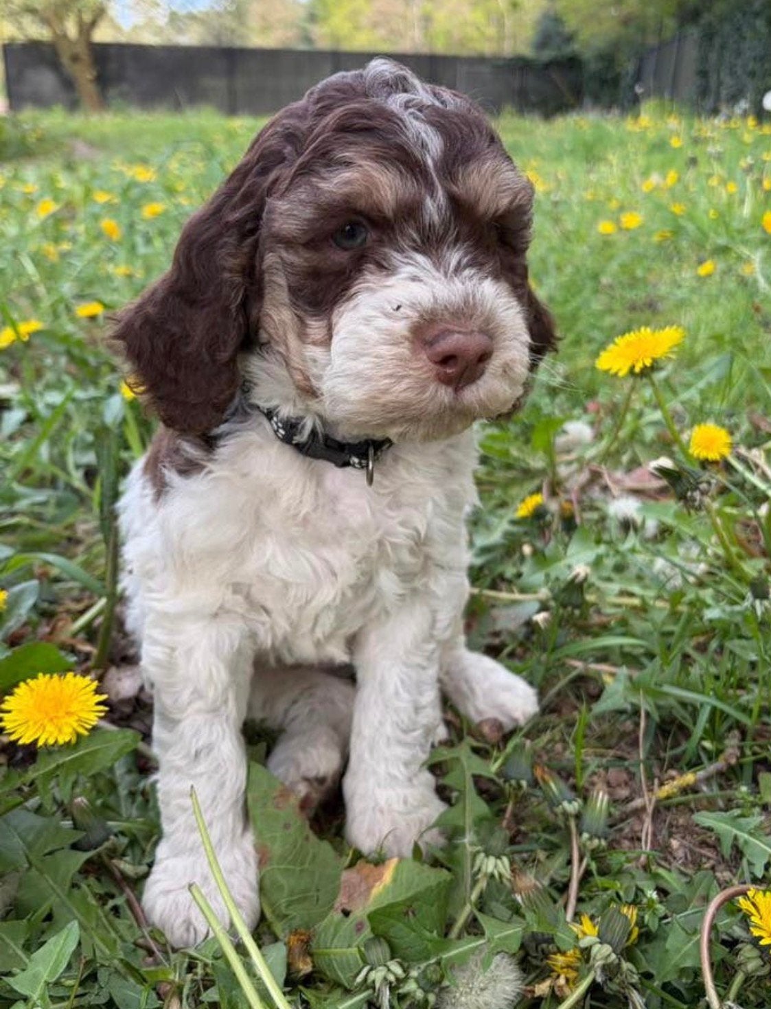 Lagotto Romagnolo - chiots chiens d'eau italiens, Autres races, Plusieurs, Belgique, Plusieurs animaux