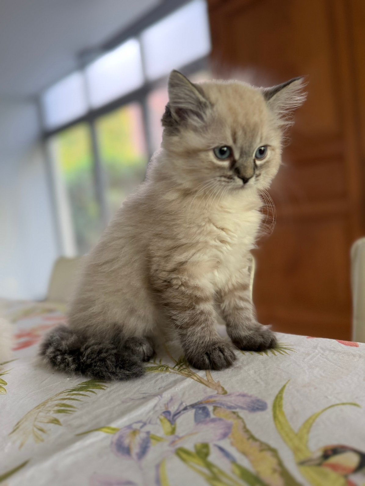 La gueule de bois du chaton Ragdoll, Animaux & Accessoires, Chat, Avec puce électronique, 0 à 2 ans