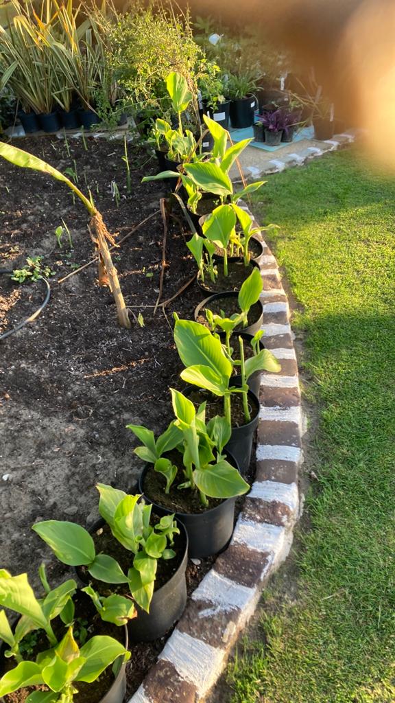 Planten van de reuze canna “teutcheimii”, Tuin en Terras, Ophalen
