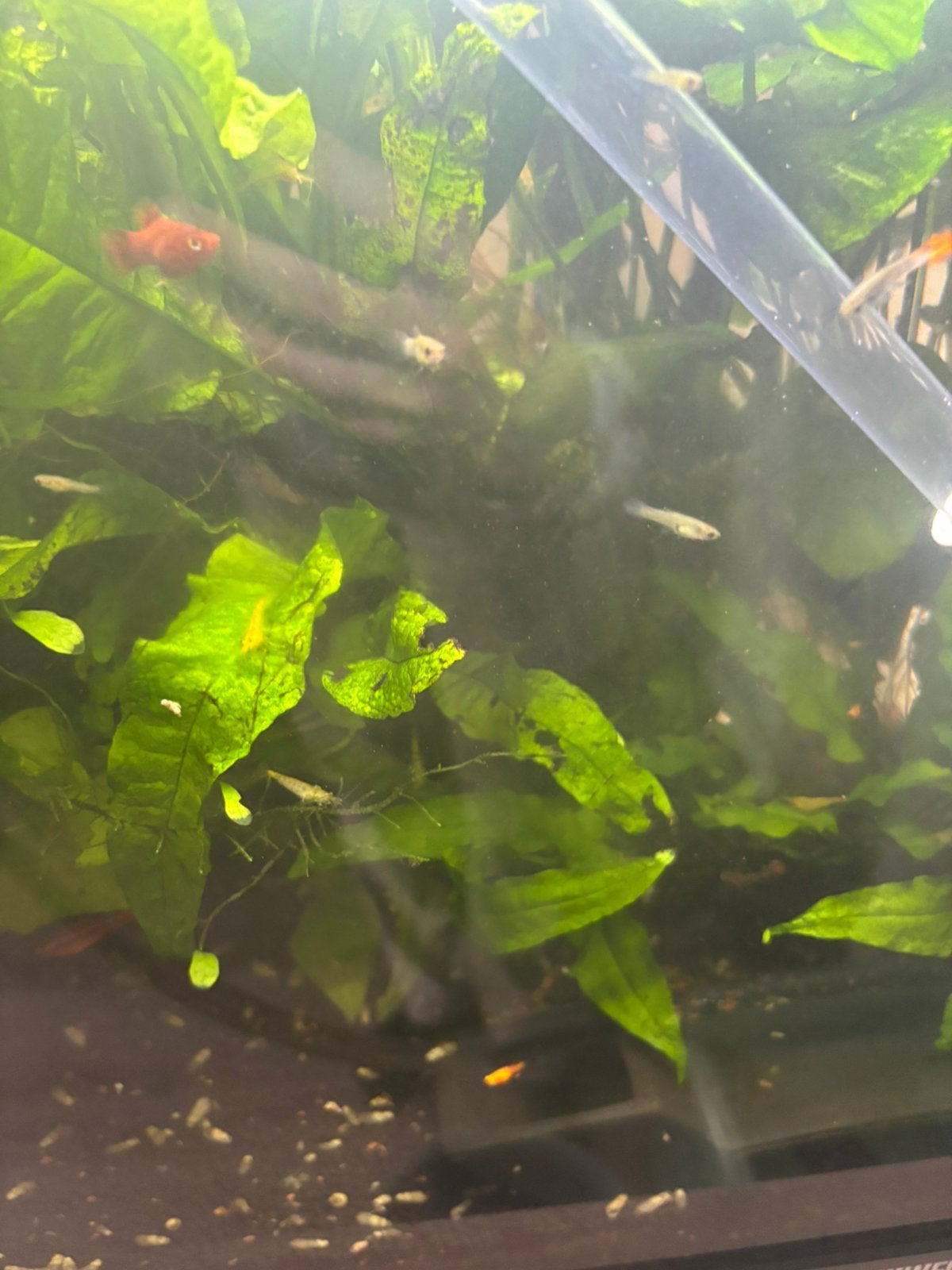 Baby platy en guppy, Vis, Zoetwatervis, Schoolvis