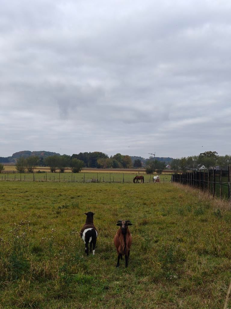 Kameroen schapen, Dieren en Toebehoren