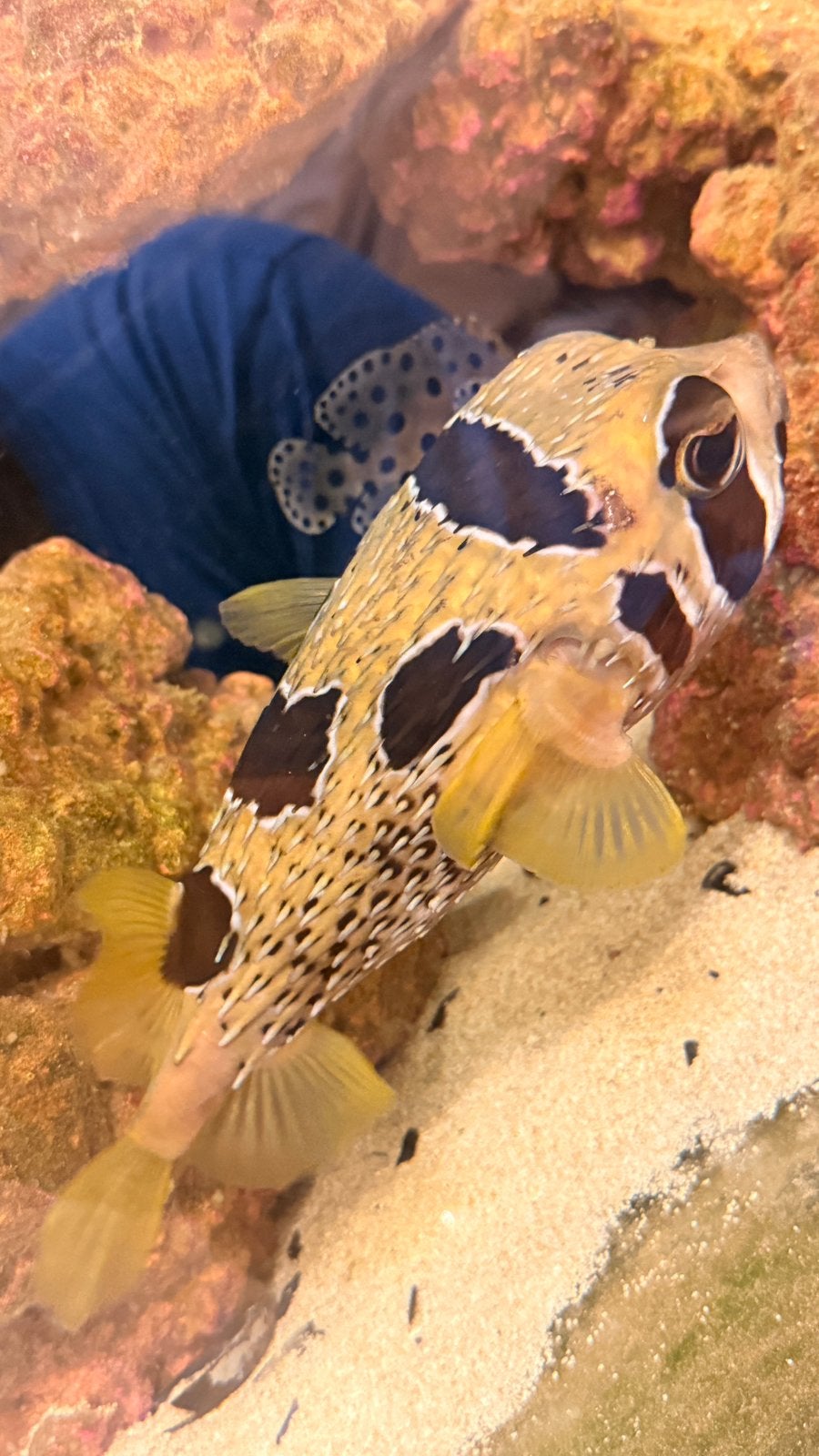 Diodon Holocanthus