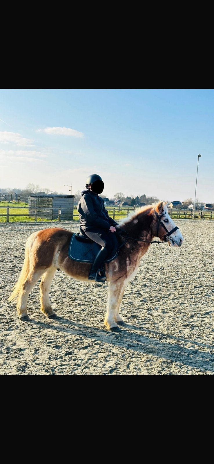 Verzorgpony/paard gezocht