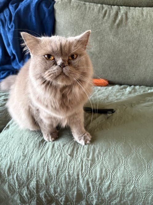 Lilac BKH poesje, Dieren en Toebehoren, Poes, Gechipt, 0 tot 2 jaar
