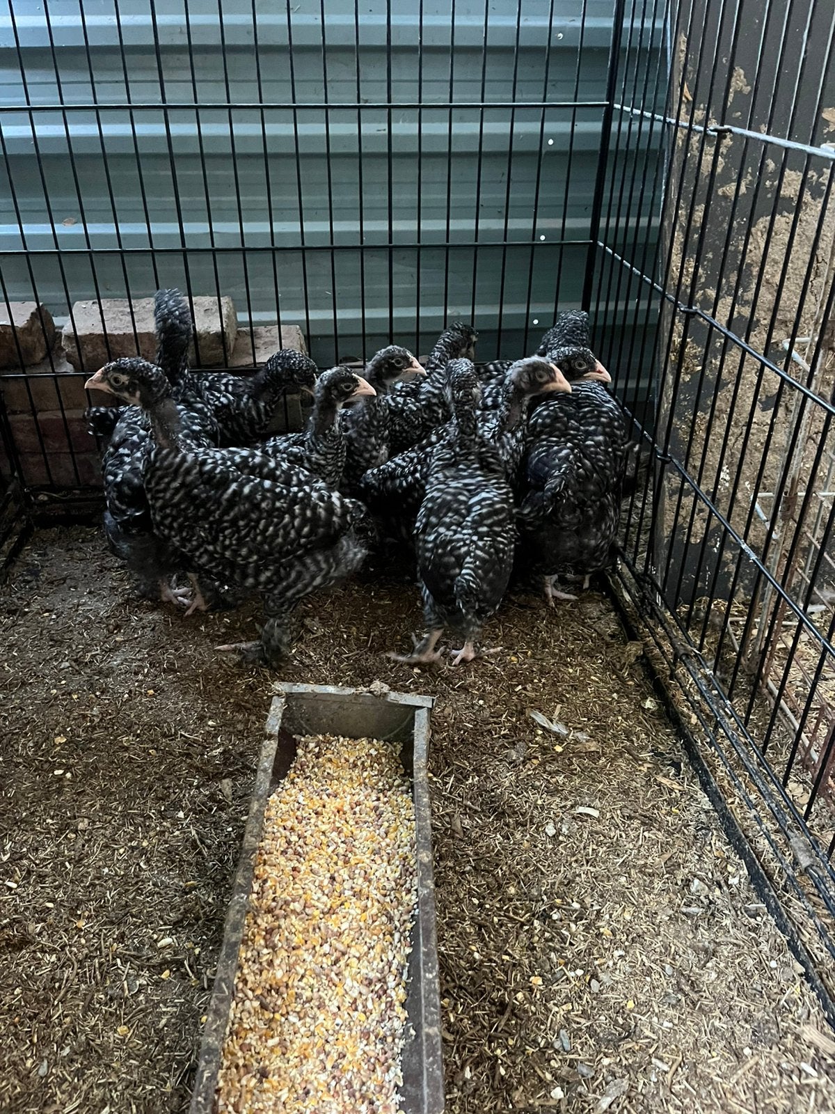 Kleine hennetjes mechelse koekoek, Dieren en Toebehoren, Pluimvee