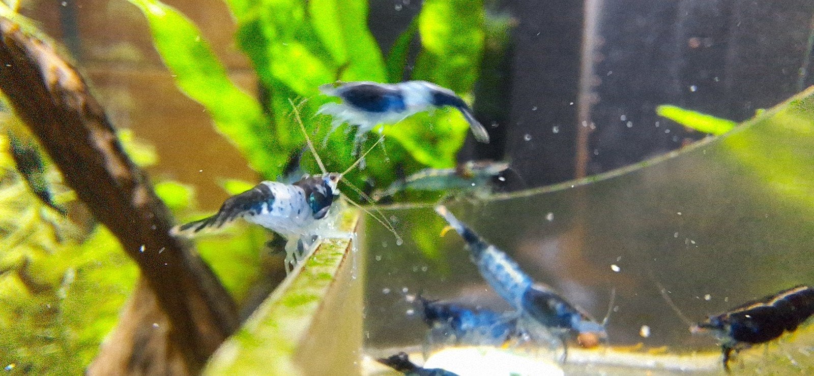 Neocaridina garnalen in diverse kleuren, Animaux & Accessoires, Poissons | Poissons d'aquarium