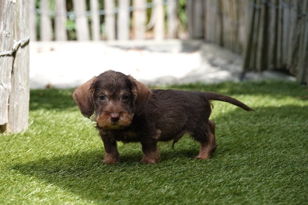 Chiot teckel nain à poil dur avec pedigree (choco&tan), Chien (mâle), Maladie de Carré (chiens), Belgique, Poils durs