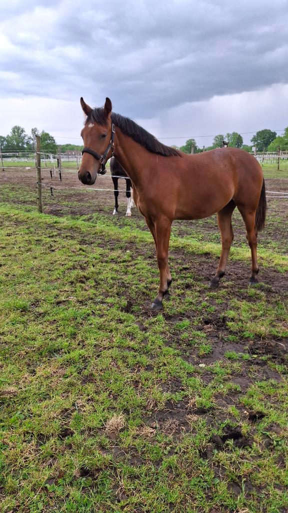 Dressuur paard 1 jaar oud, Dieren en Toebehoren, Merrie, Minder dan 160 cm, Met stamboom, Dressuurpaard