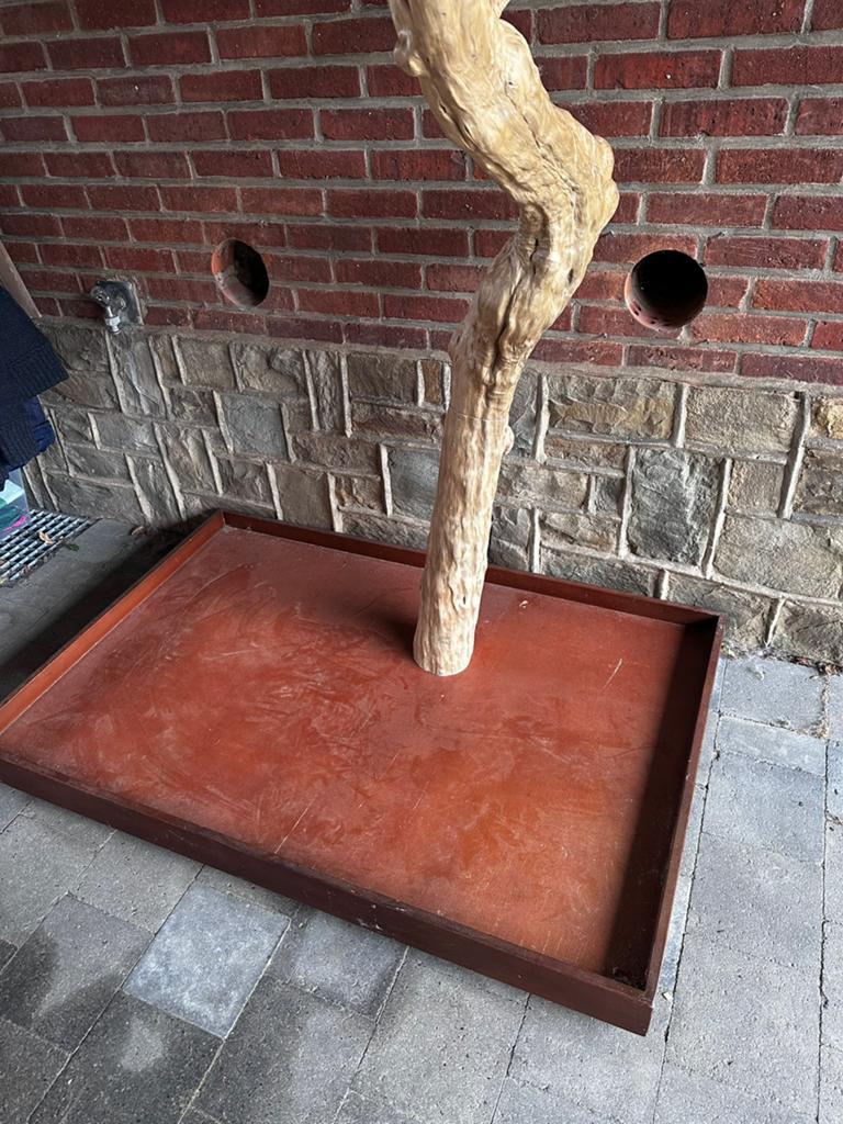 Javaboom, Dieren en Toebehoren, Vogels | Parkieten en Papegaaien