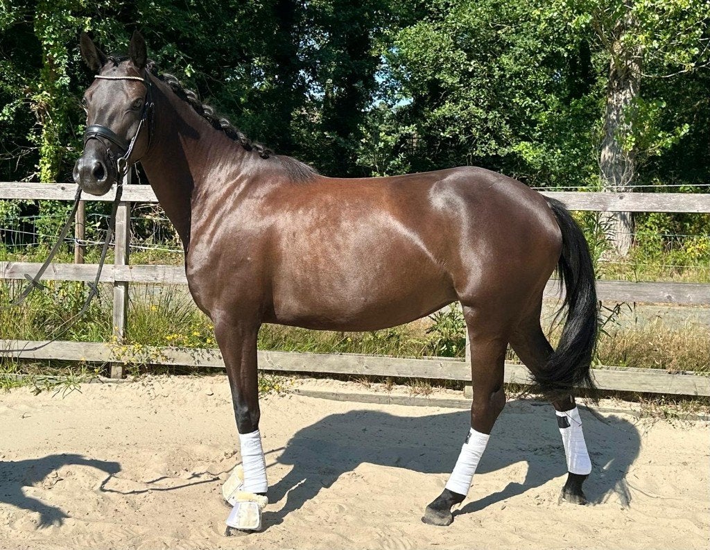 Bloedmooie 4j sportpony met springbloed, Dieren en Toebehoren, Pony's, Merrie, B, D pony (1.37m tot 1.48m), Recreatiepony, 3 tot 6 jaar