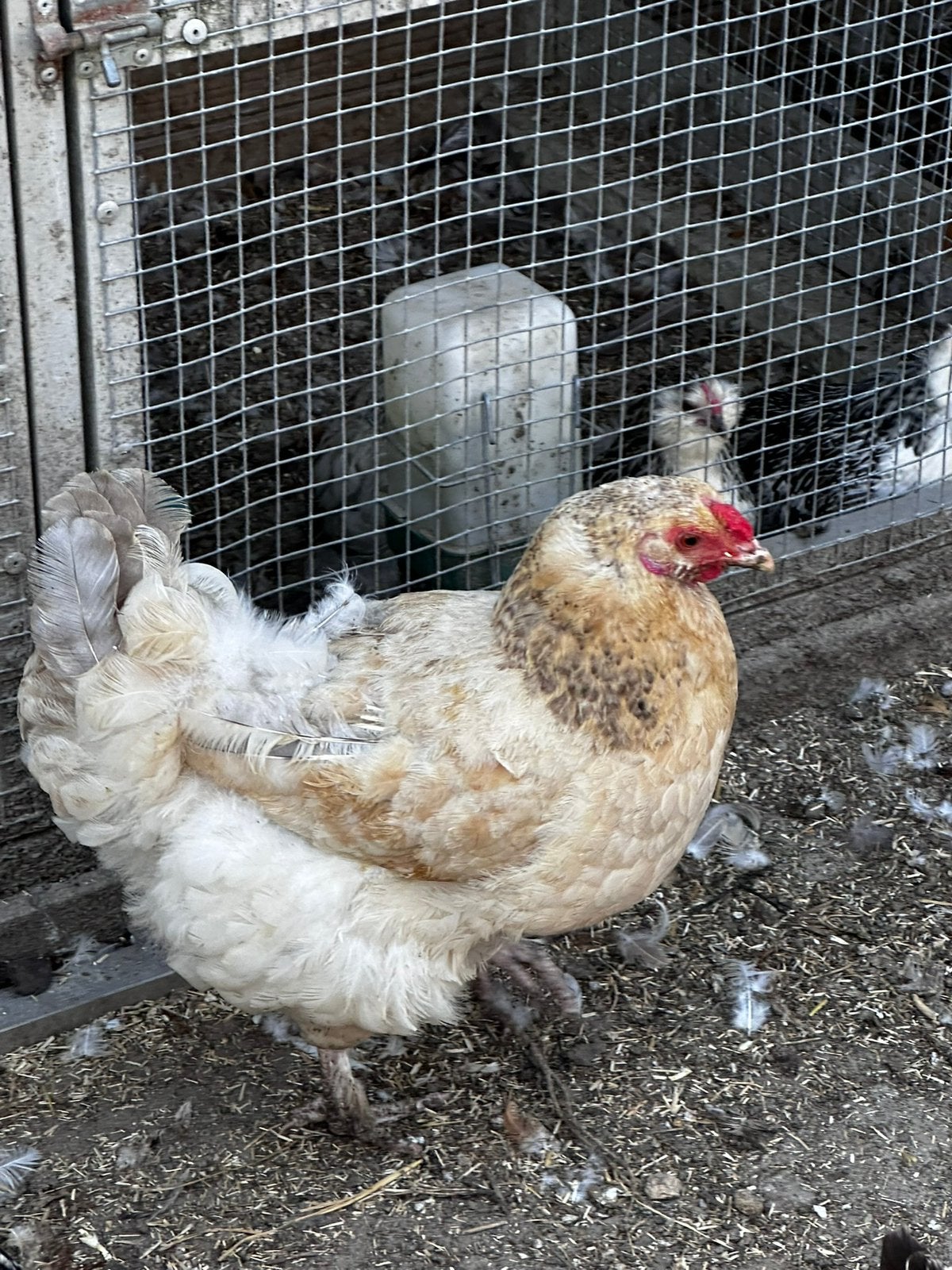 Diverse jonge kippen, Dieren en Toebehoren, Pluimvee, Kip, Meerdere dieren