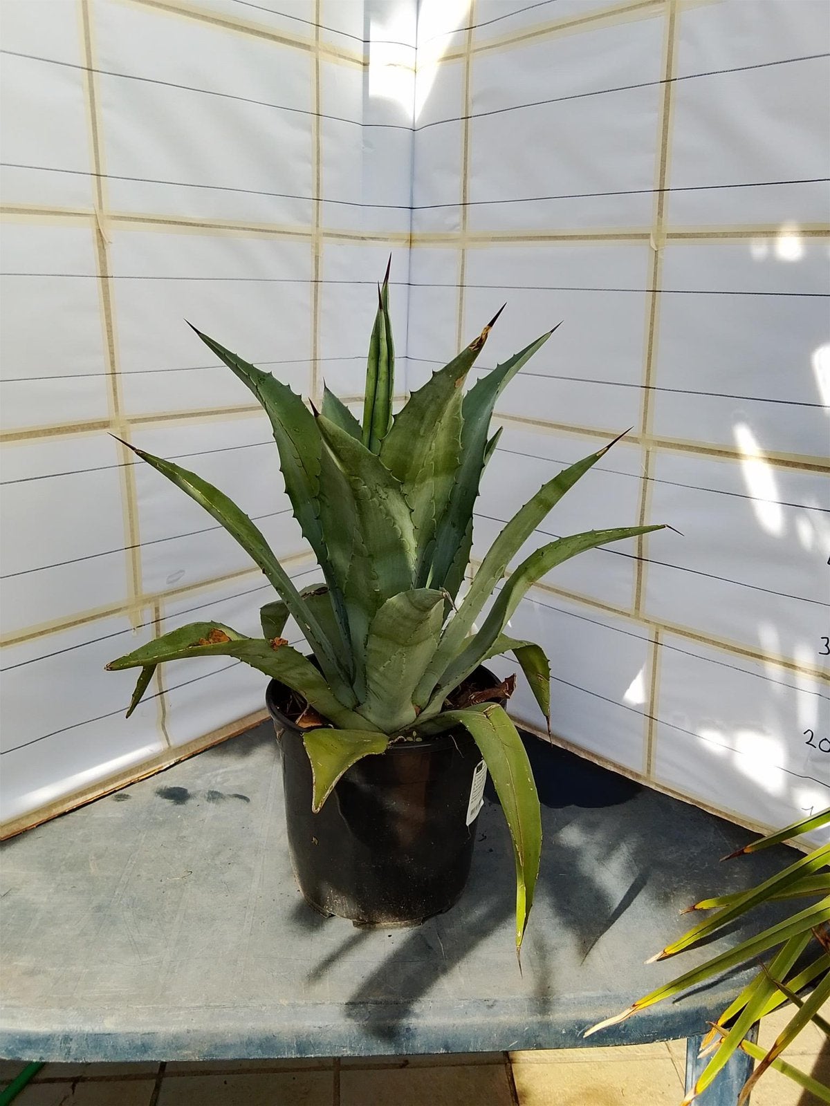 Agave, Tuin en Terras, Ophalen