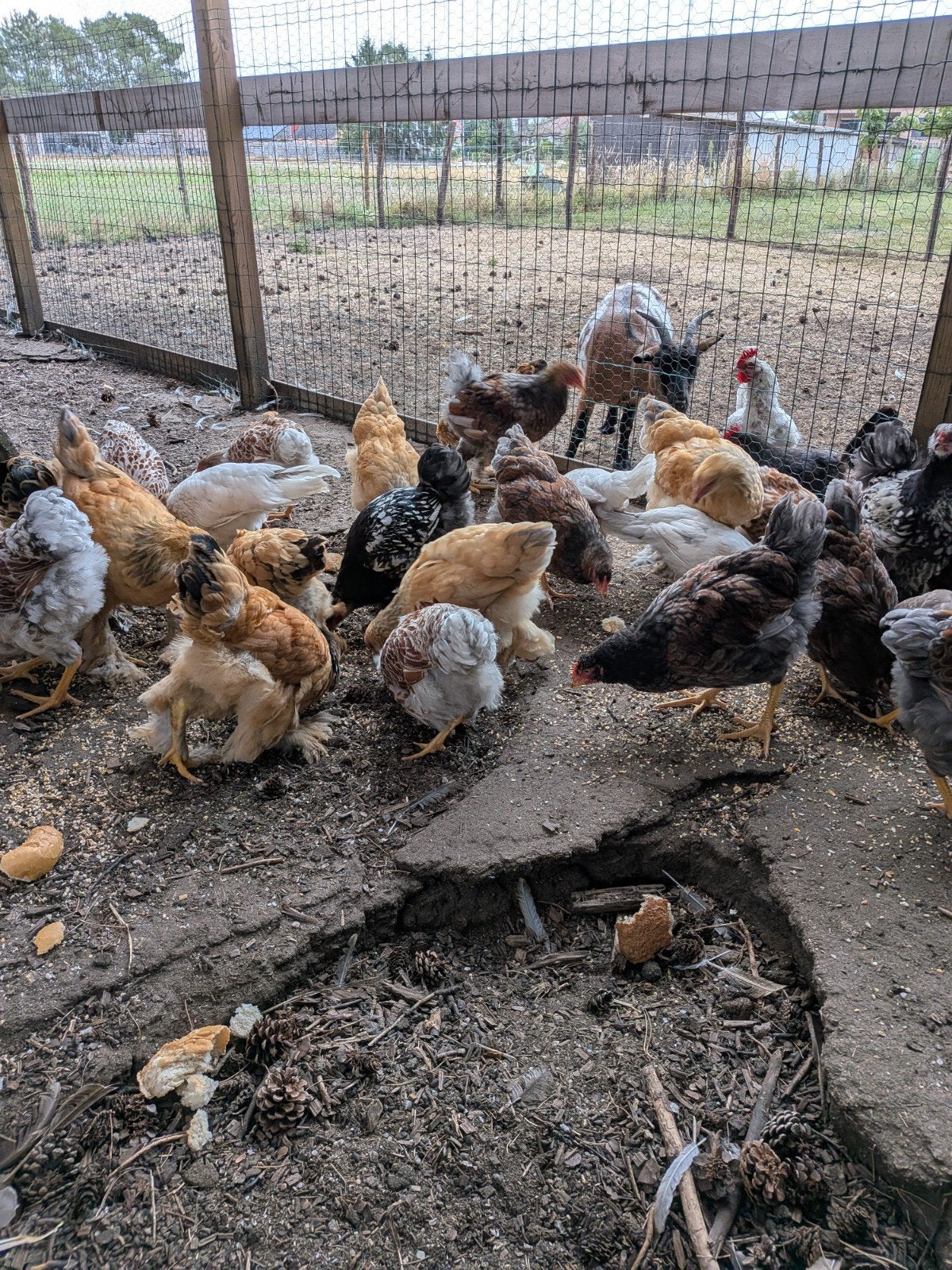 kippen te koop, Dieren en Toebehoren, Kip