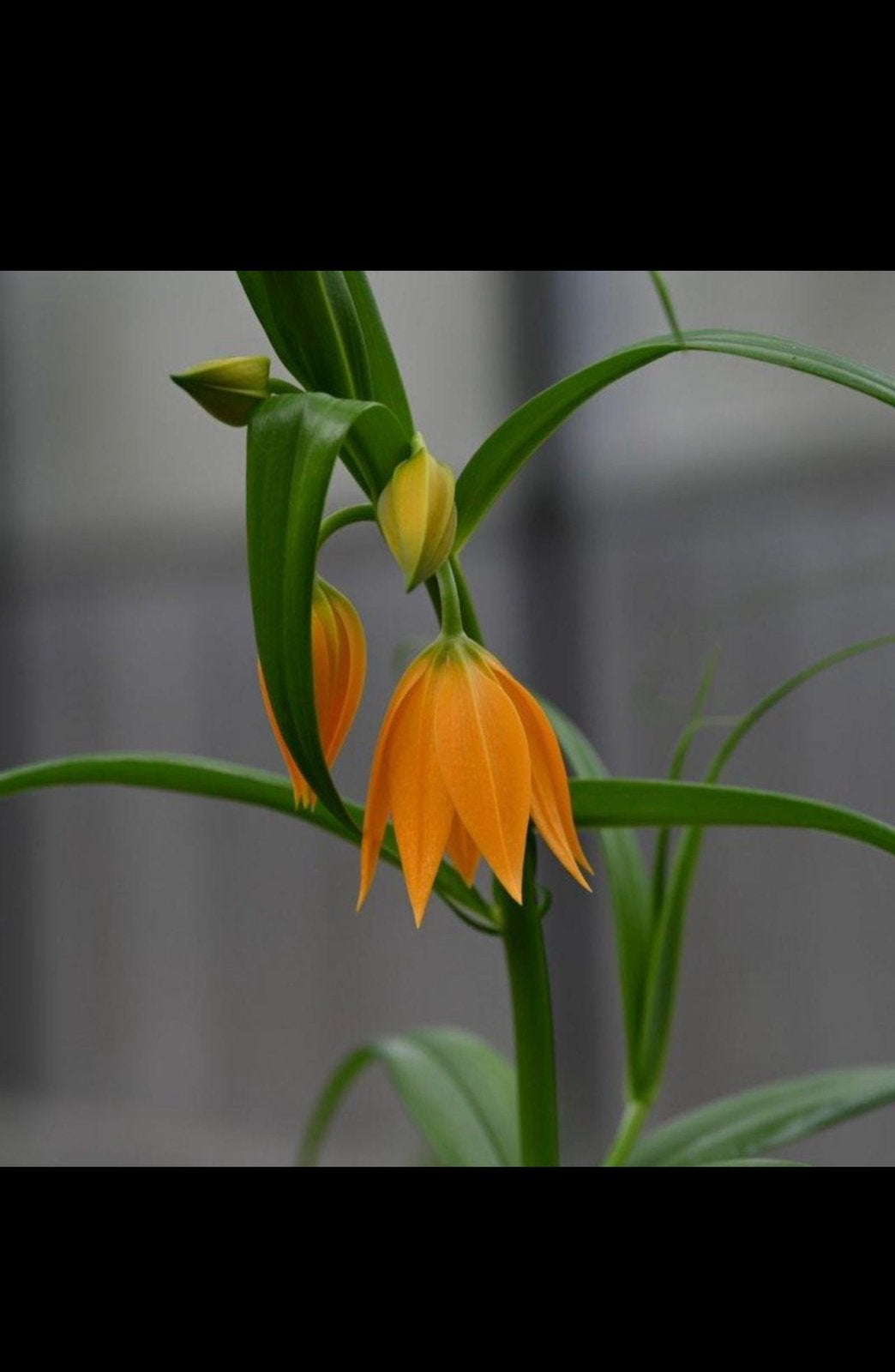 Zaden van de Gloriosa modesta, Tuin en Terras, Ophalen of Verzenden, Zaad