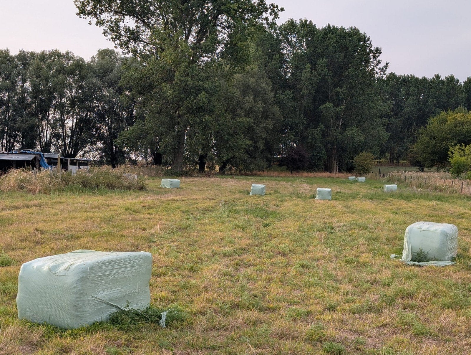 voordroog grote Balen, Zakelijke goederen, Landbouw | Veevoer, Ophalen