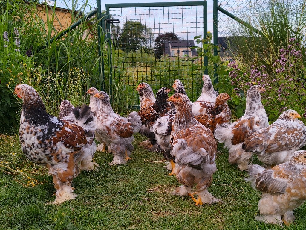 Brahma porselein, Dieren en Toebehoren, Pluimvee, Kip, Meerdere dieren