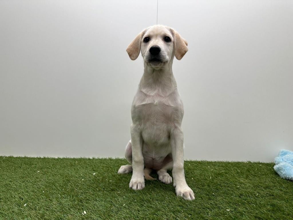 Chiots adolescents Labrador Retriever, 15 semaines à 1 an, Hépatite contagieuse (maladie de Rubarth), Éleveur | Professionnel