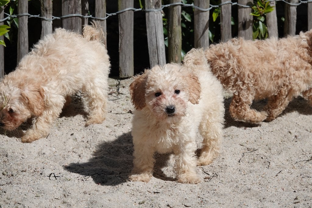 Dwergpoedel pups, Poedel, Parvo, België, 8 tot 15 weken