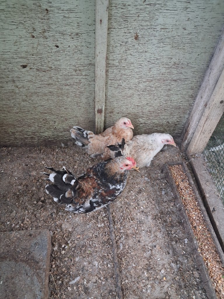 TE KOOP:JONGE KRIELEN, Dieren en Toebehoren, Pluimvee, Meerdere dieren, Kip