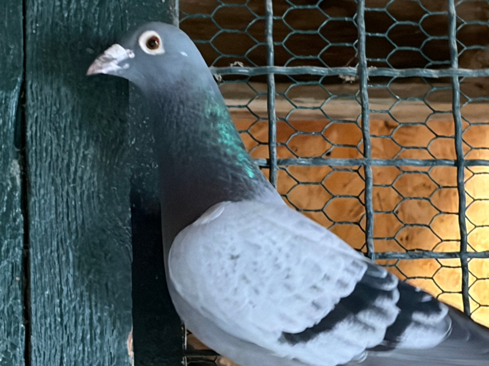 Duiven half fond, Dieren en Toebehoren