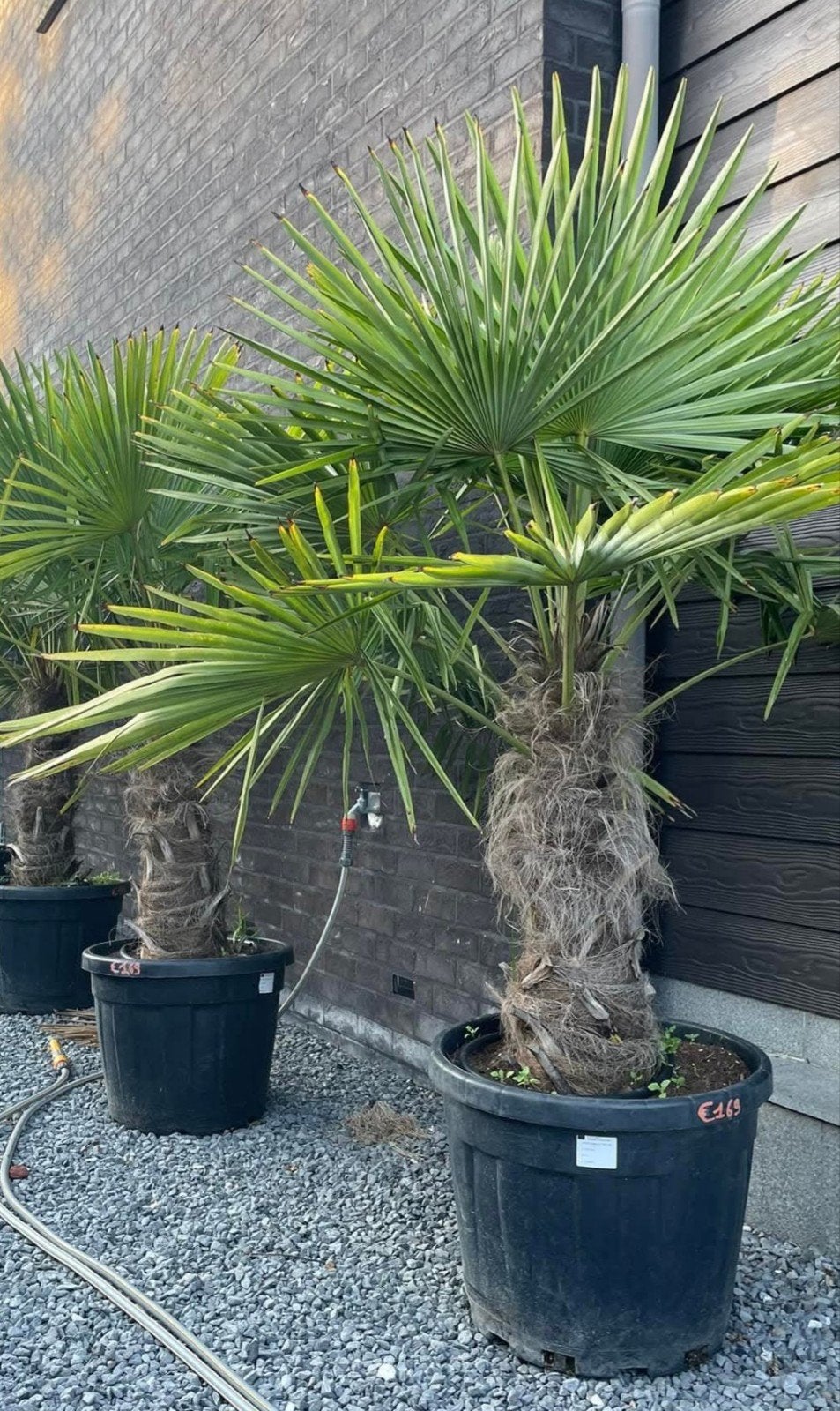 ‼️palmbomen trachycarpus fortunei aan promoprijzen ‼️, Ophalen
