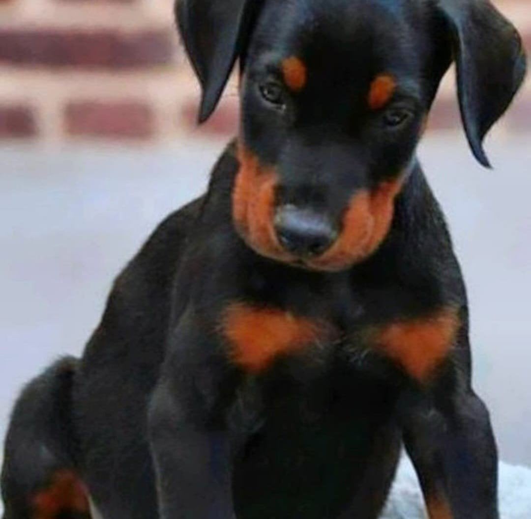 Zwarte en bruine Dobermann puppy's, België, Fokker | Hobbymatig, Overige rassen, 8 tot 15 weken