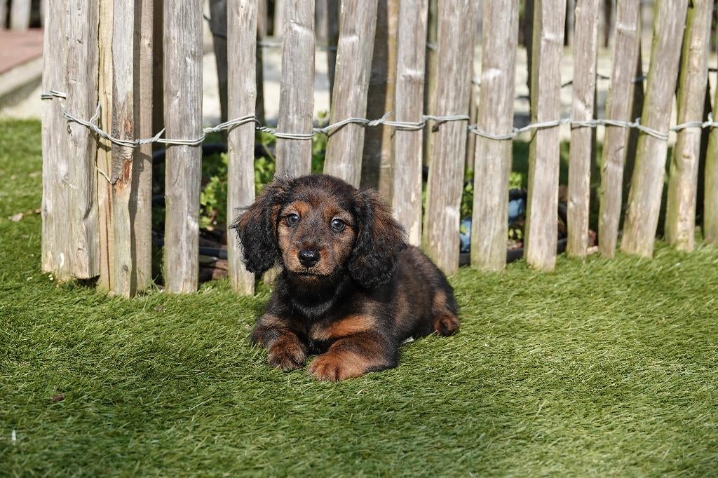 Magnifiques chiots teckel nains à poil long avec pedigree, Poils longs, Plusieurs, Nain, Hépatite contagieuse (maladie de Rubarth)