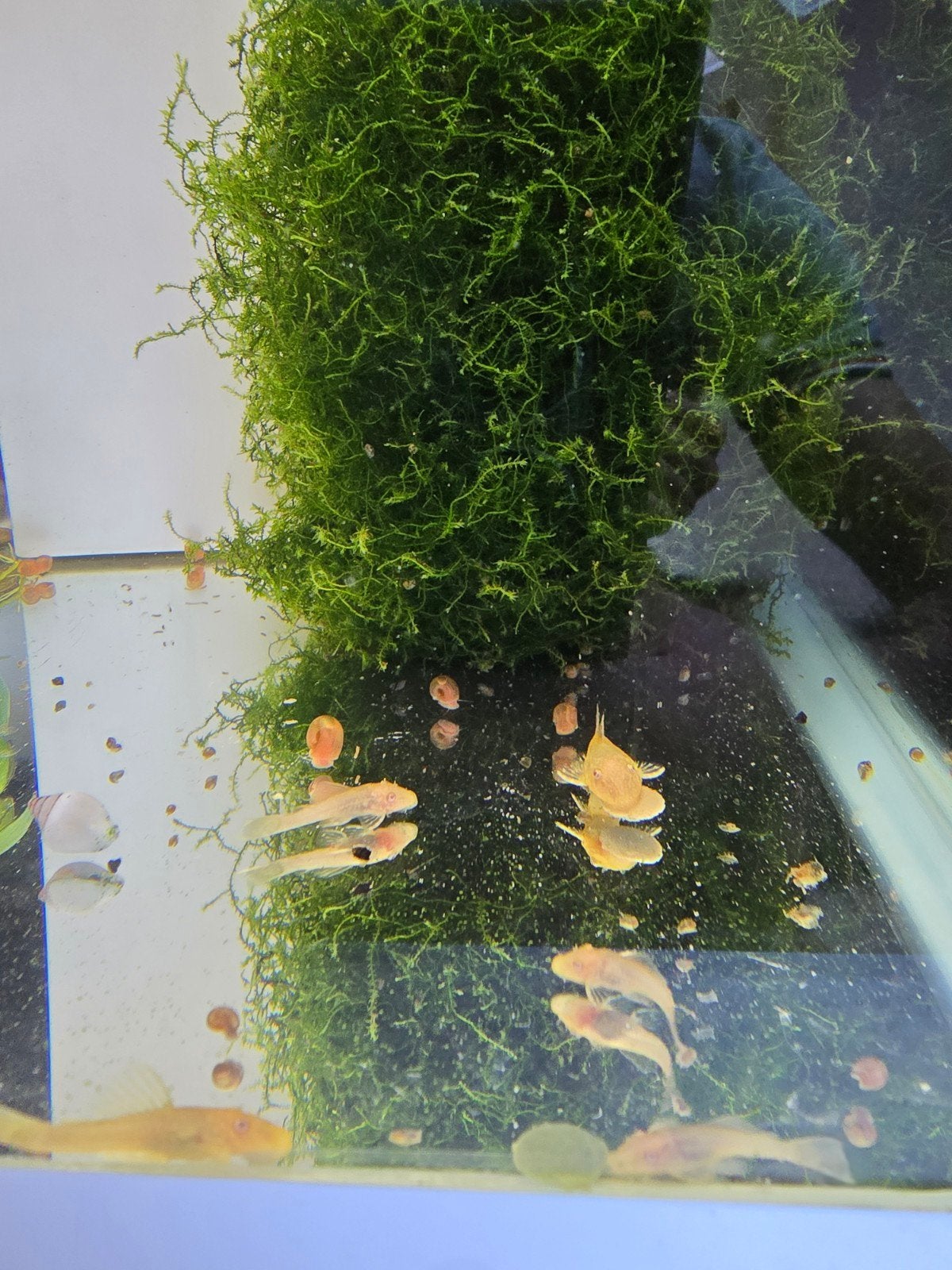 Ancistrus albinos, Animaux & Accessoires