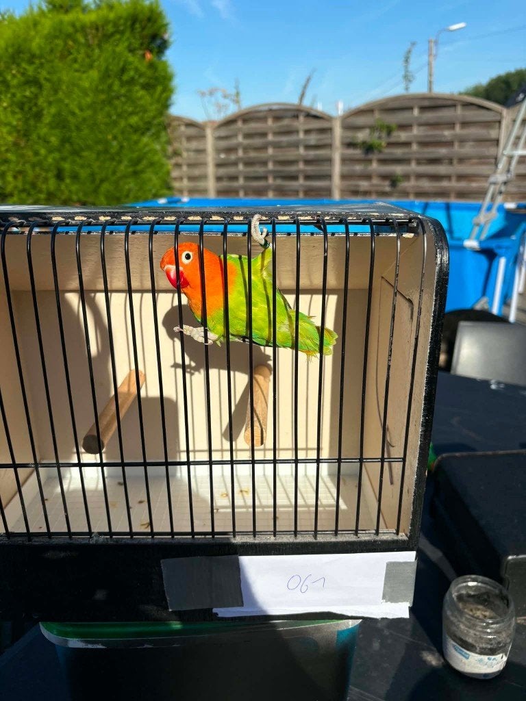 fischeri 2026, Geslacht onbekend, Dwergpapegaai of Agapornis, Geringd
