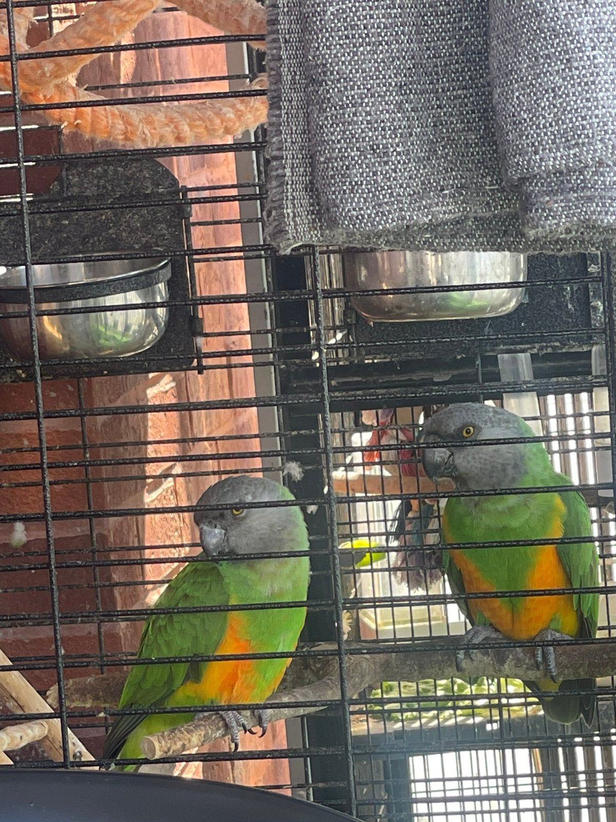Couple Youyou avec cage, Plusieurs animaux, Perroquet, Bagué