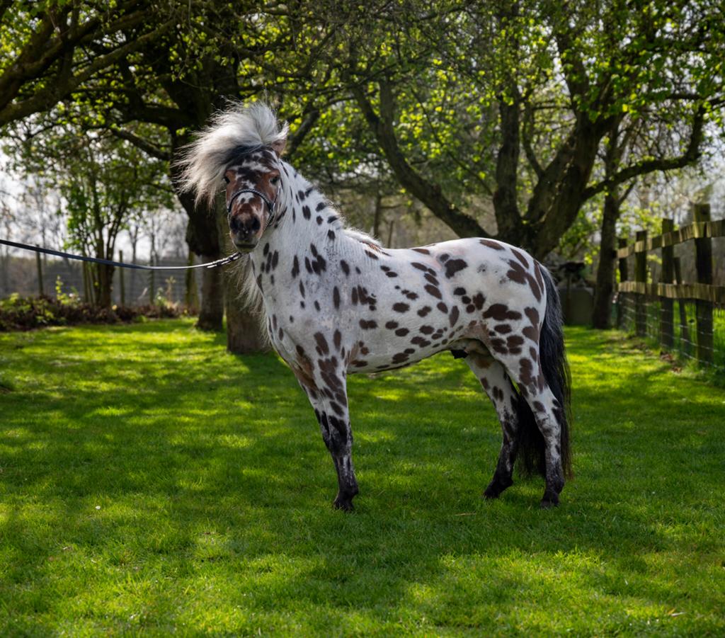 NMPRS appaloosa hengst ter dekking, Étalon