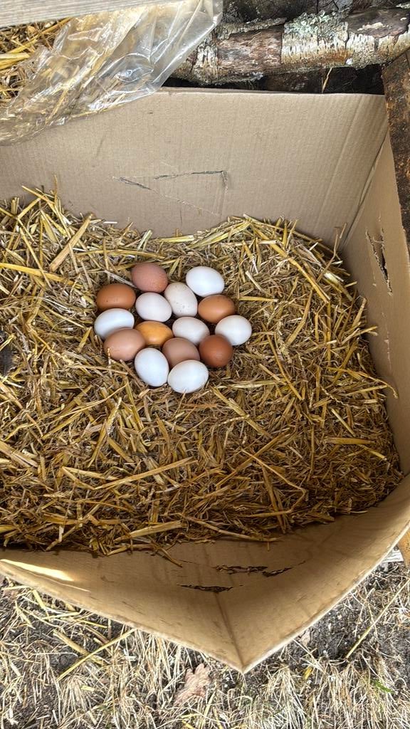 Verse eieren te koop, Poule ou poulet