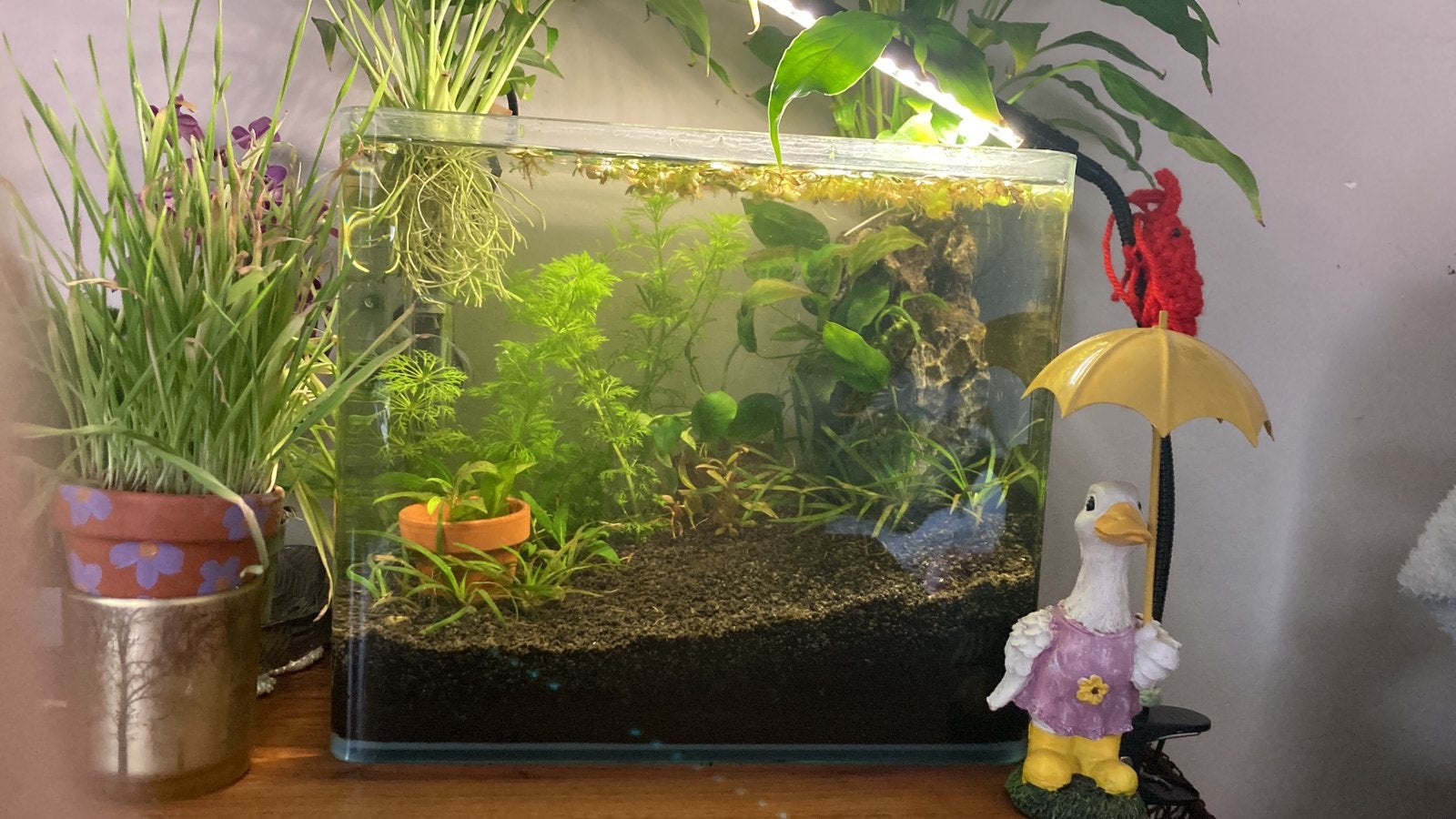 Aquarium 30 x 10 x 25cm, Tuin en Terras, Ophalen, Overige materialen, Gebruikt, Minder dan 30 cm