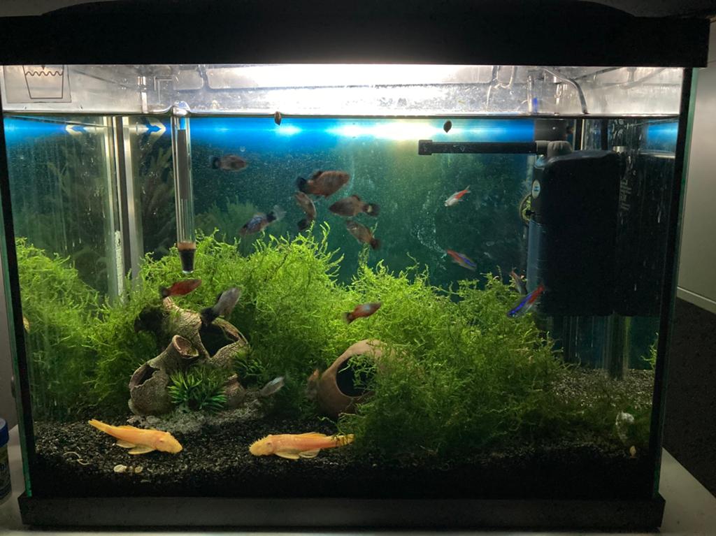 30L Aquarium compleet met vissen & planten – instapklaar, Decoratie, Comme neuf, Enlèvement, Chauffage