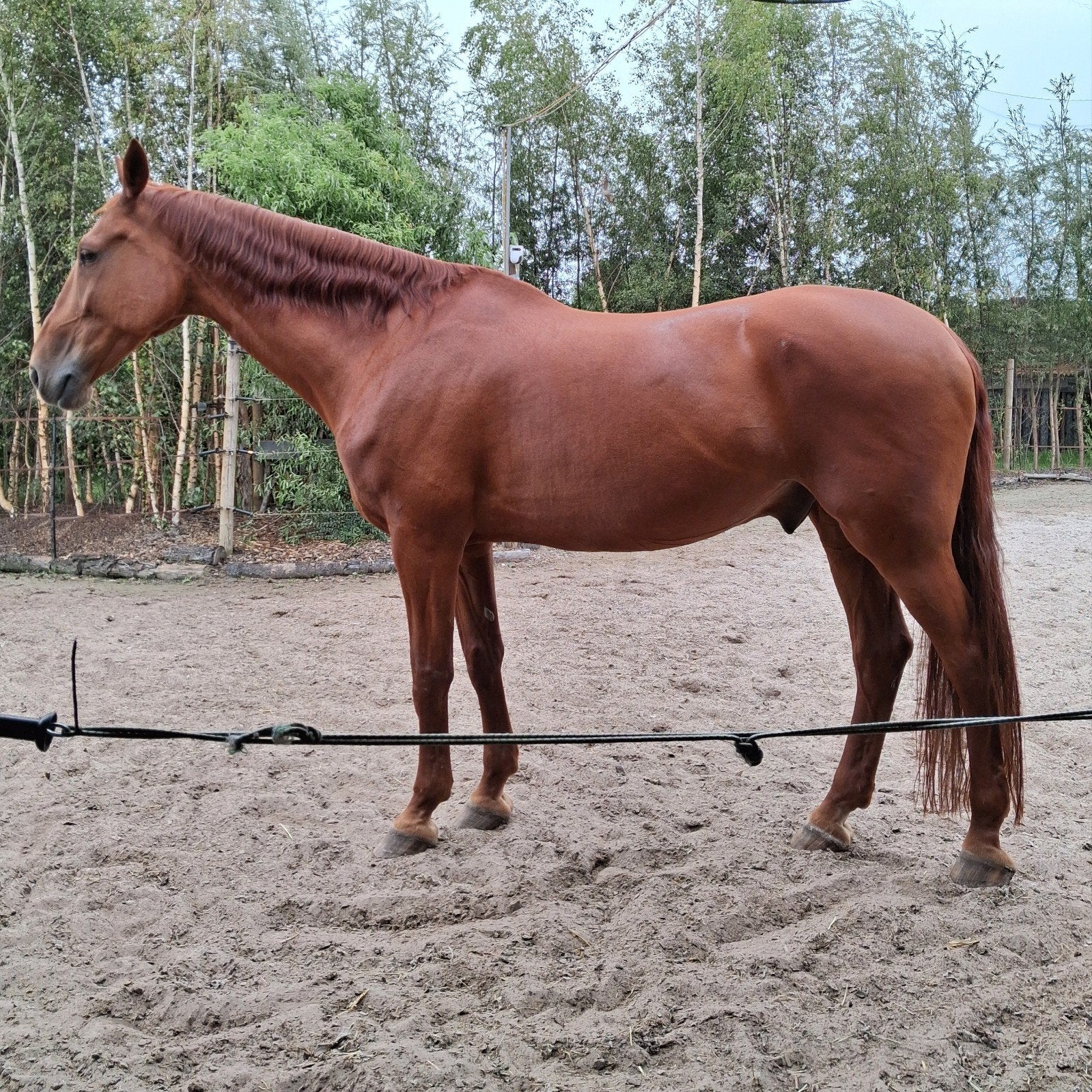 Goed huisje gezocht voor topfitte Daan, Dieren en Toebehoren, Gechipt, Ruin, M, 11 jaar of ouder