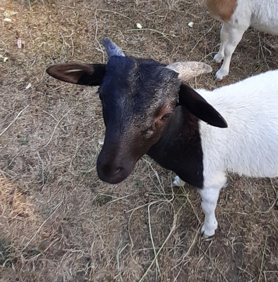 jonge dorper ram, Dieren en Toebehoren, Mannelijk, Schaap, 0 tot 2 jaar