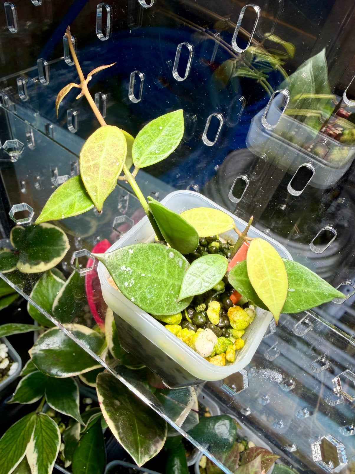 Hoya rebecca, Ophalen of Verzenden
