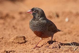 KWARTELASTRILDE ZWARTMASKER (ATRICOLLIS), Meerdere dieren, Tropenvogel, Geringd