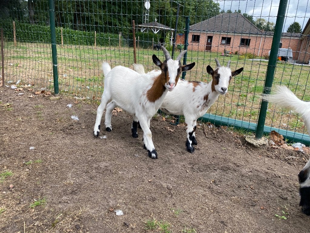 Dwerggeiten, Dieren en Toebehoren, Meerdere dieren, Geit, 0 tot 2 jaar
