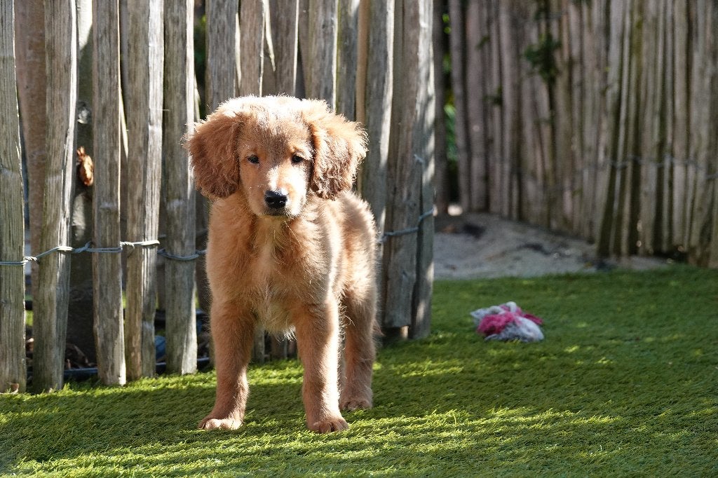 Chiots Apricot Labradoodle (type labrador), avec pedigree, Animaux & Accessoires, Chien (mâle), Maladie de Carré (chiens), Autres races