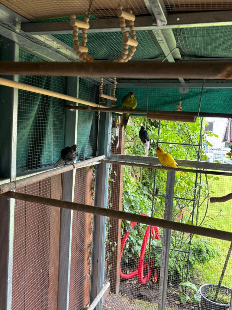 5  5 Kakariki parkieten te koop – €50 voor allemaal, Dieren en Toebehoren, Vogels | Kanaries