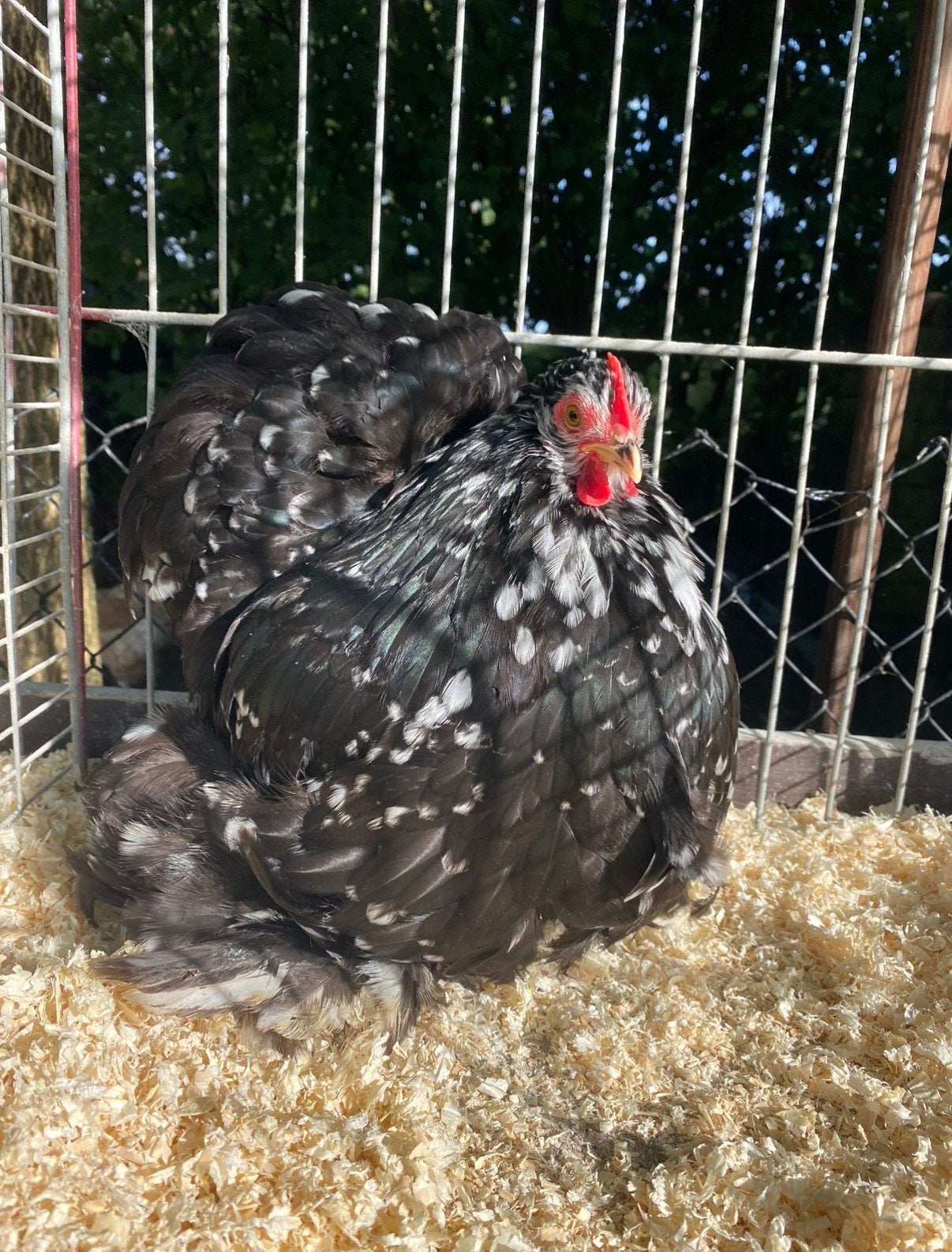 Perle noire et blanche Cochinkriel, Plusieurs animaux, Poule ou poulet