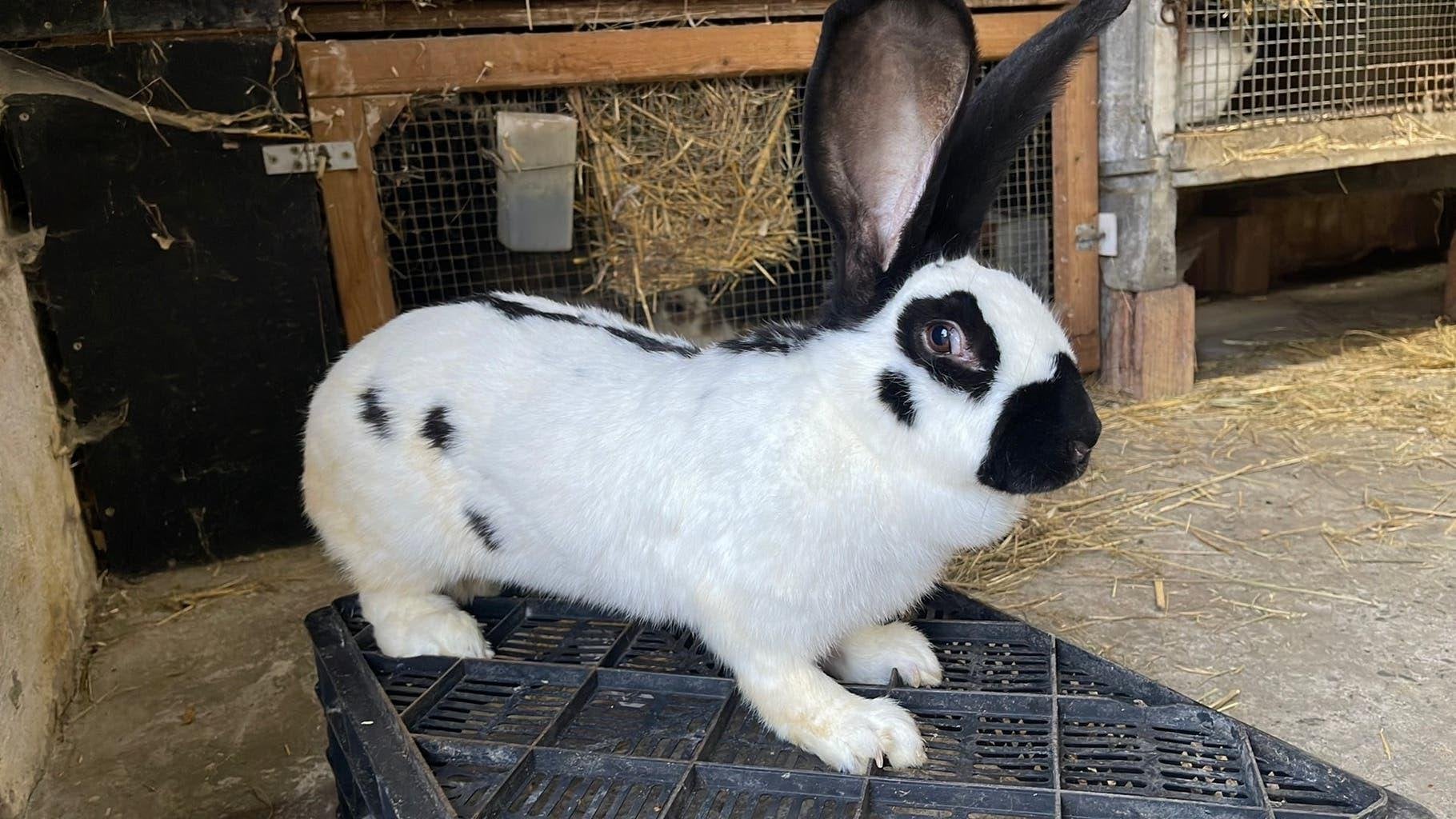 Groot lotharinger - zeer mooi!!, Dieren en Toebehoren, Konijnen, Groot