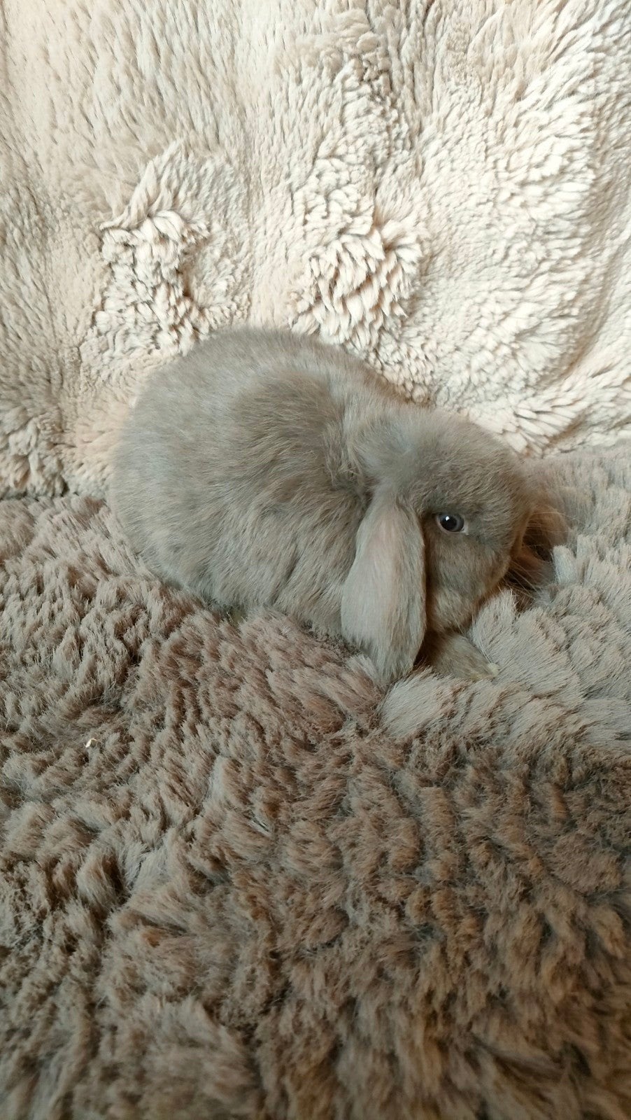 minilop rammetje feg, Animaux & Accessoires, Lapins, Mâle, Nain, Oreilles tombantes, 0 à 2 ans