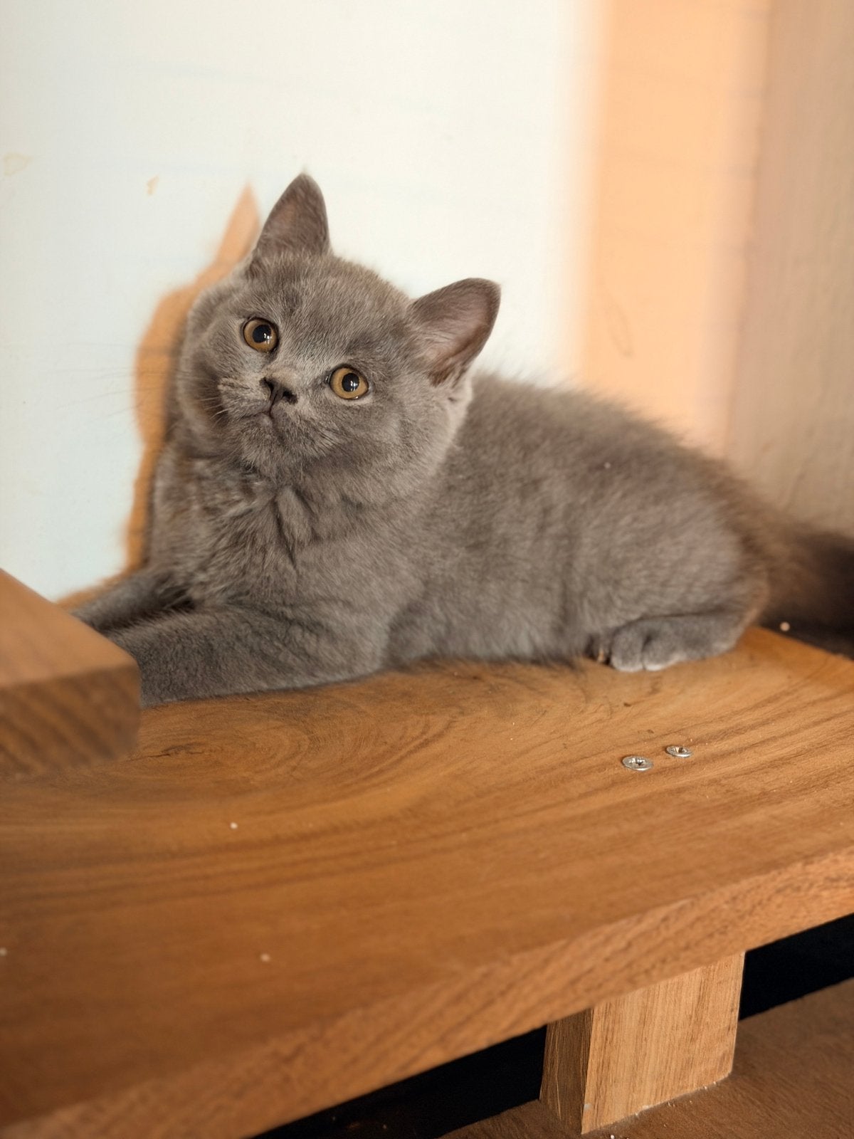 Britse korthaar kittens, Meerdere dieren, Gechipt, 0 tot 2 jaar