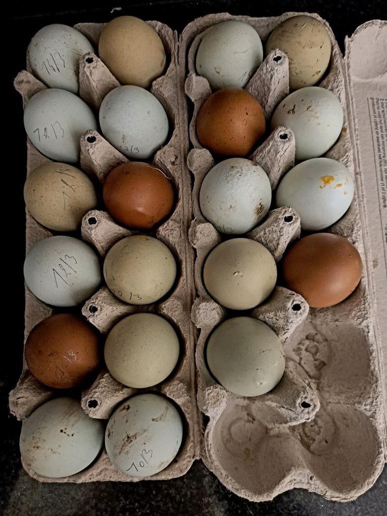 Olijflegger eieren, Dieren en Toebehoren