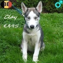 Husky Chief, Clay & Colt mâles à vendre, Animaux & Accessoires, 15 semaines à 1 an, Commerçant, Chien (mâle), Maladie de Carré (chiens)
