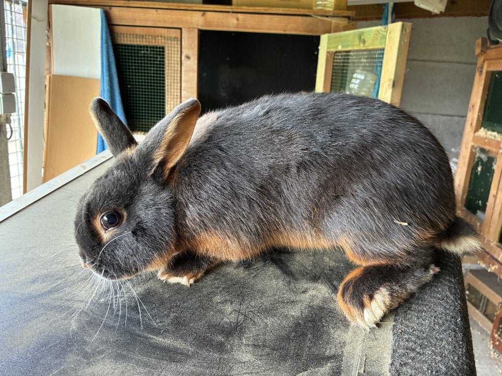 Black and tan konijn, Dieren en Toebehoren, Meerdere dieren, Klein, 0 tot 2 jaar
